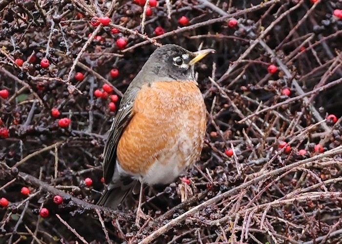 American Robin