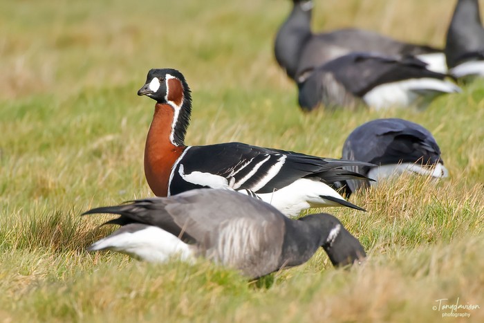 Red-breasted Goose