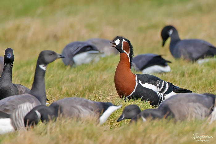 Red-breasted Goose