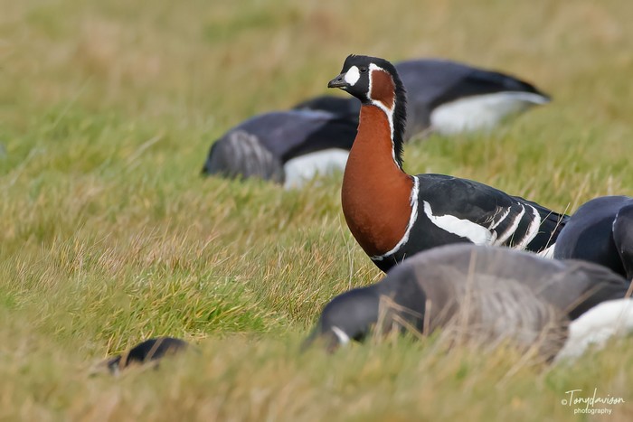 Red-breasted Goose