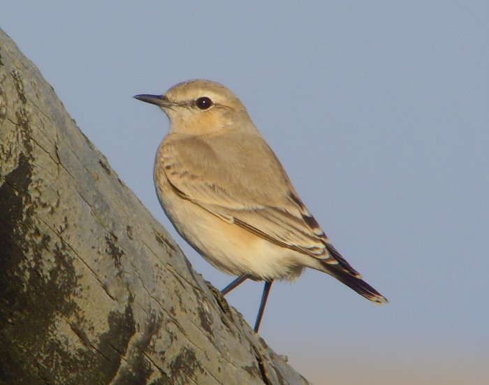 Isabelline Wheatear