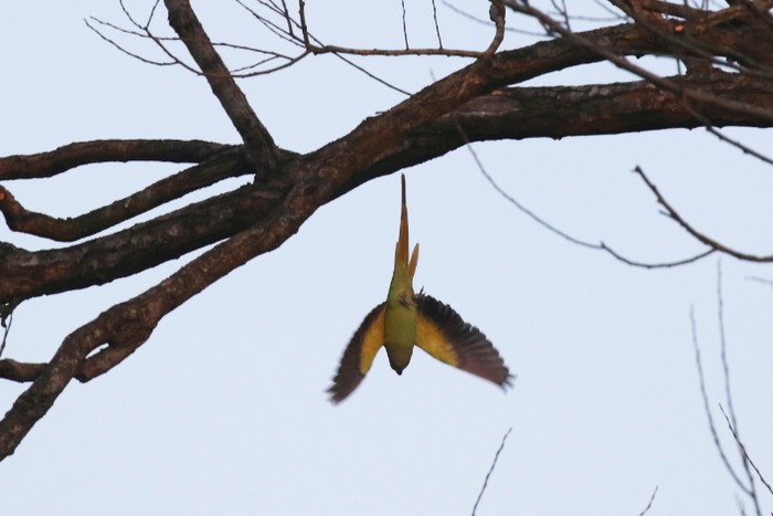 Ring-necked Parakeet