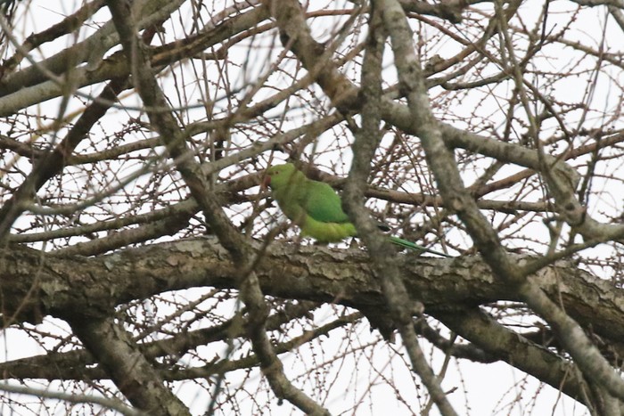 Ring-necked Parakeet