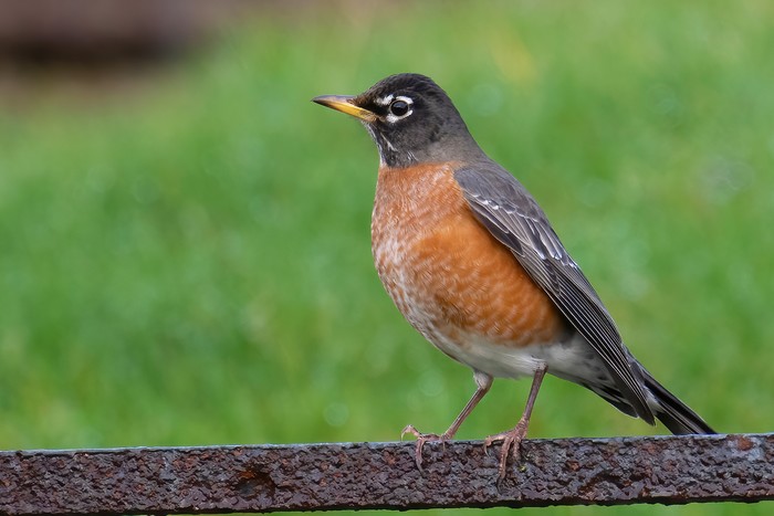 American Robin