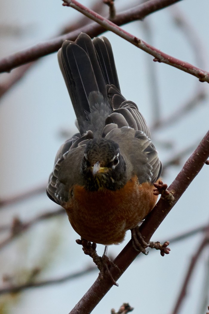 American Robin
