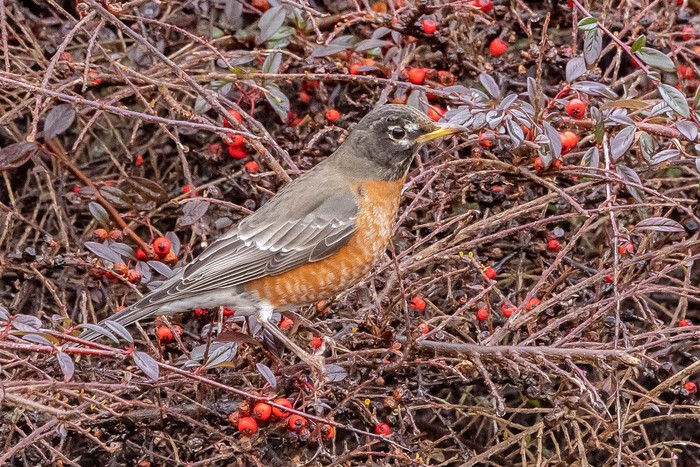 American Robin