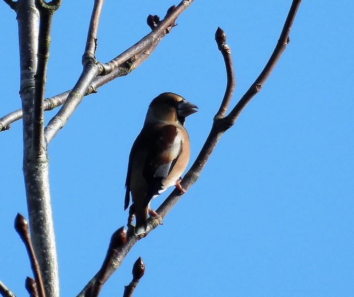 Hawfinch