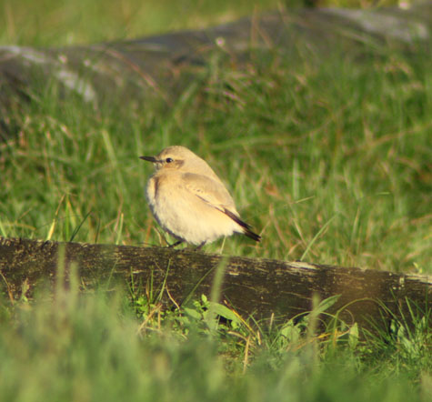 Isabelline Wheatear