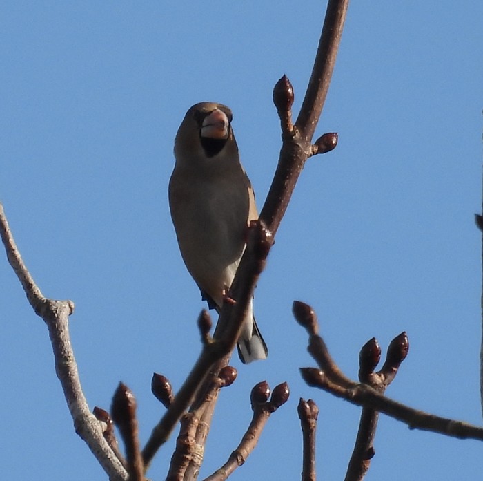 Hawfinch