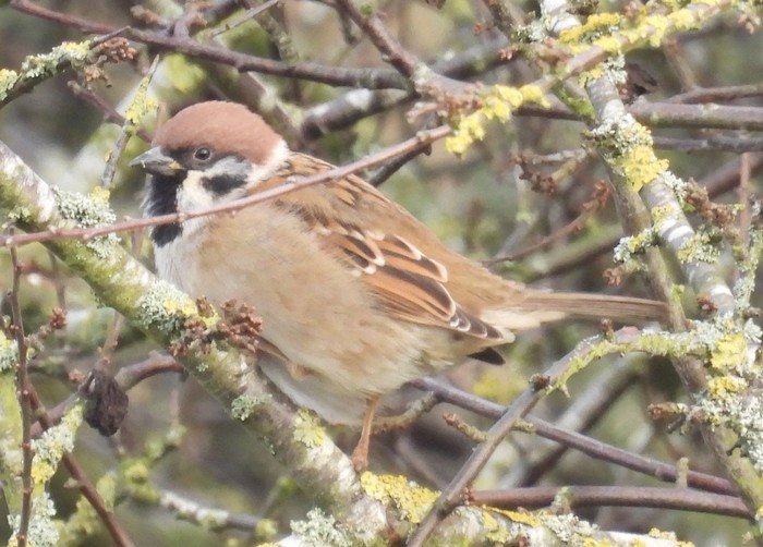 Tree Sparrow
