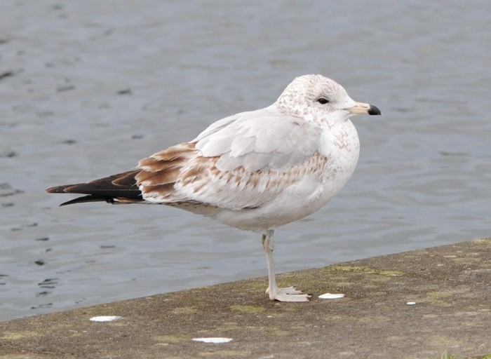Ring-billed Gull