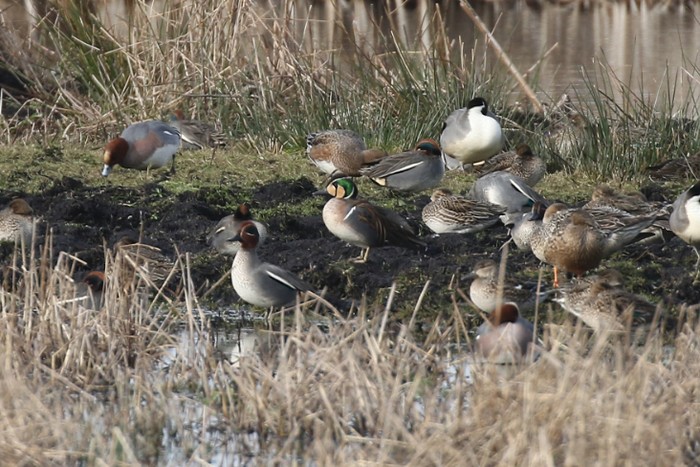 Baikal Teal