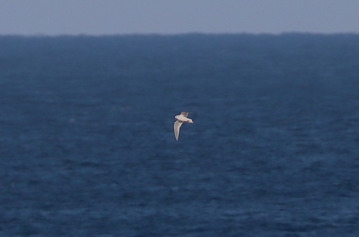 Ross's Gull