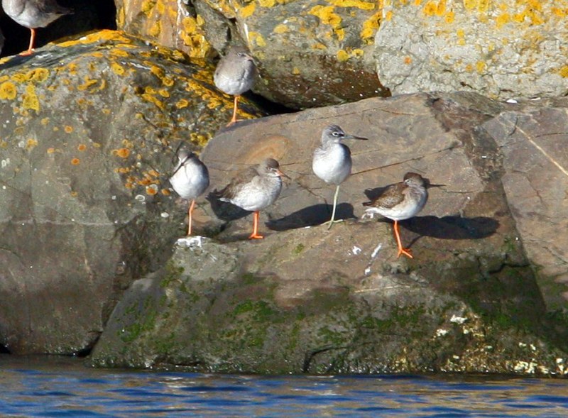 Spotted Redshank