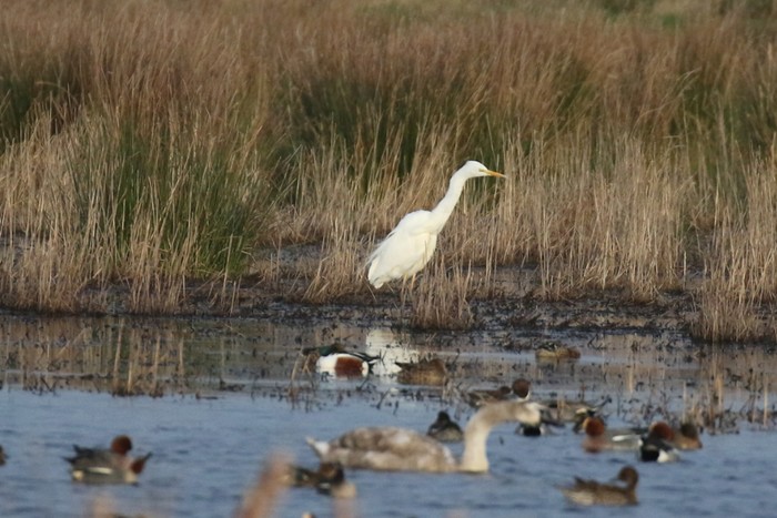 Great White Egret