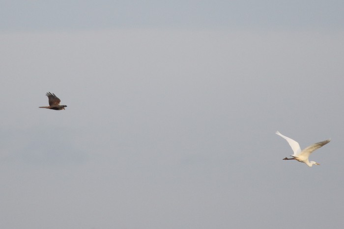 Marsh Harrier
