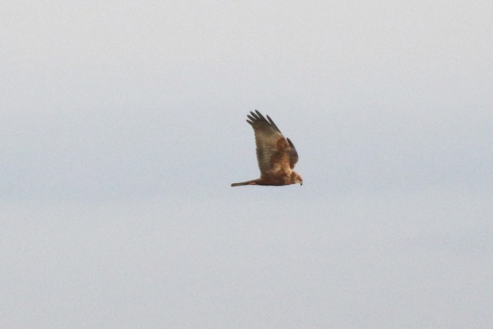 Marsh Harrier