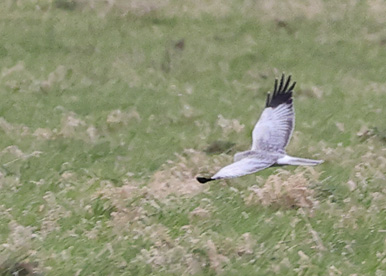 Hen Harrier
