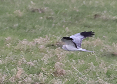 Hen Harrier