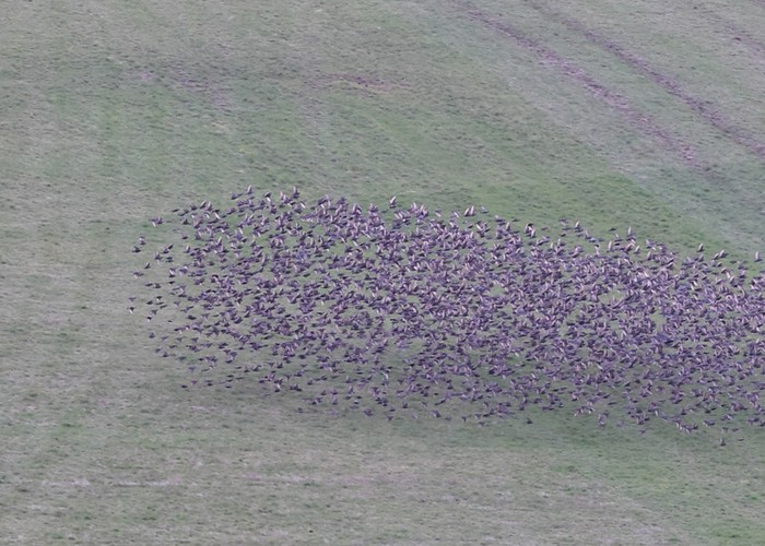Starling
