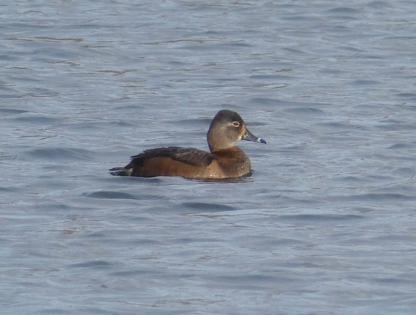 Ring-necked Duck