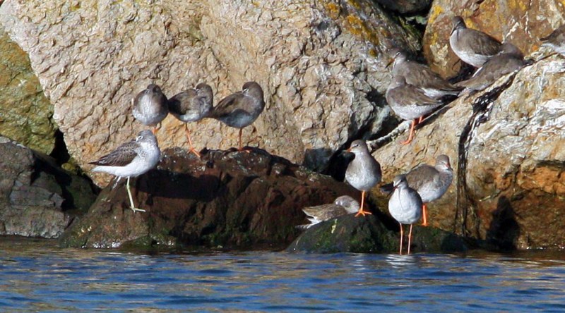 Spotted Redshank