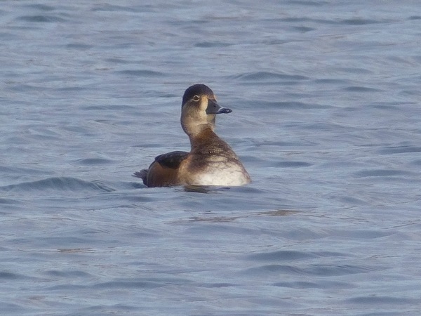 Ring-necked Duck