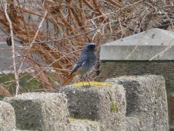 Black Redstart