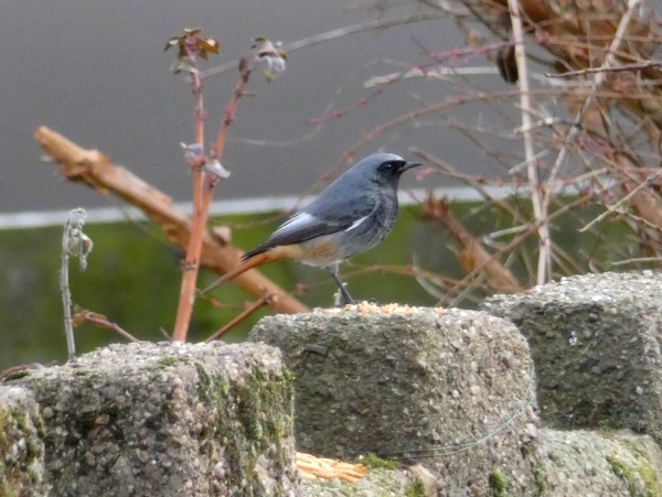 Black Redstart