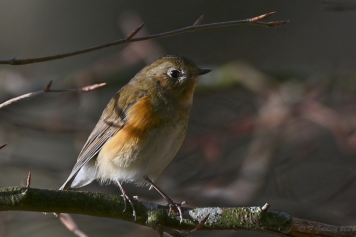 Red-flanked Bluetail