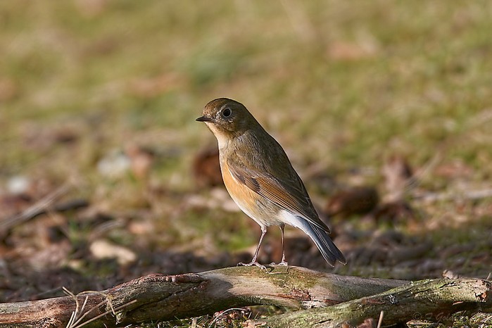 Red-flanked Bluetail