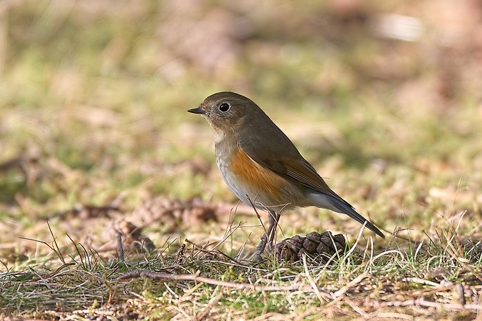 Red-flanked Bluetail