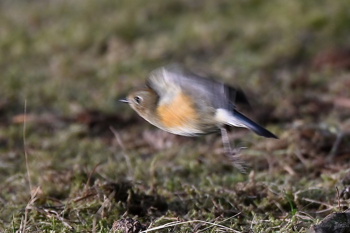 Red-flanked Bluetail