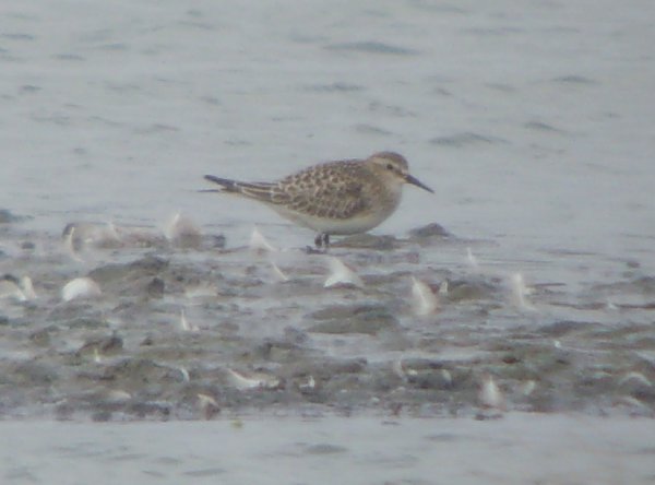 Baird's Sandpiper