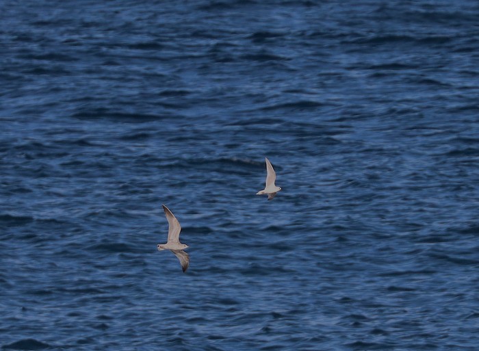 Ross's Gull