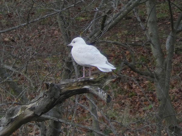 Iceland Gull