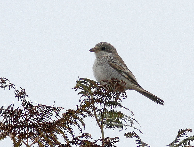 Woodchat Shrike