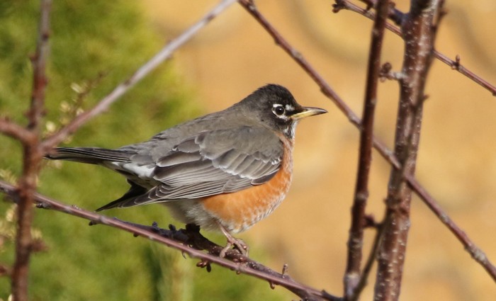 American Robin