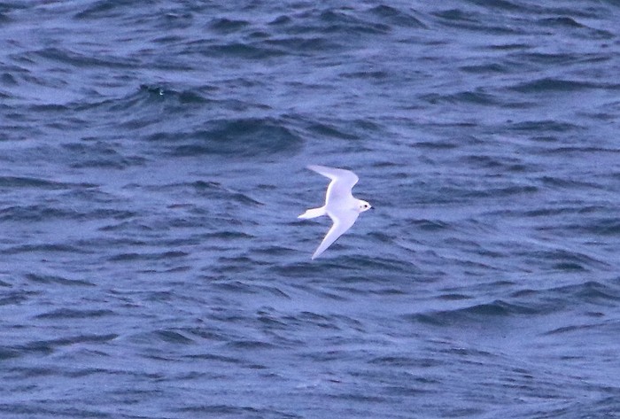 Ross's Gull