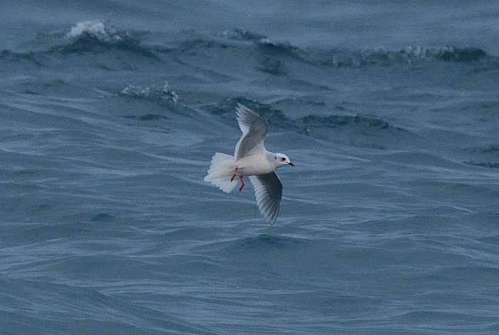 Ross's Gull