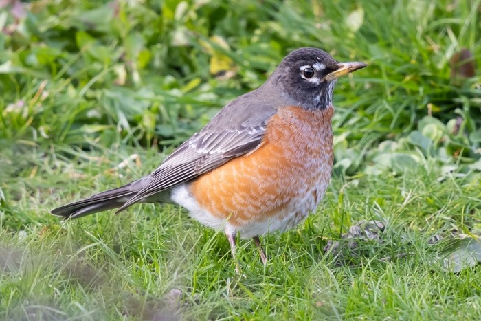 American Robin