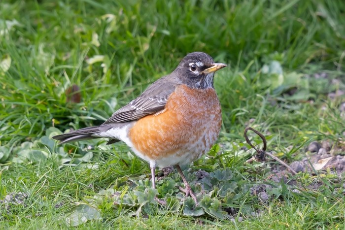 American Robin