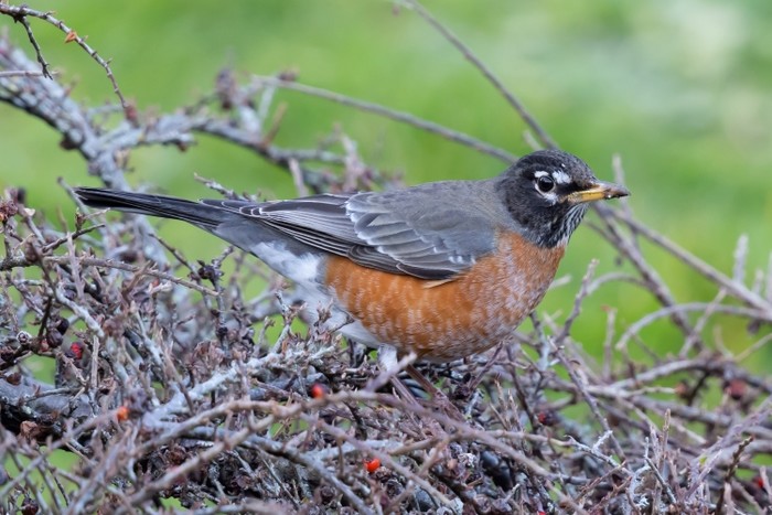 American Robin