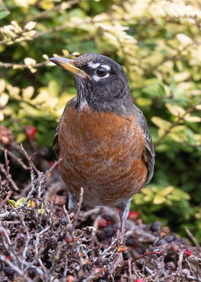 American Robin