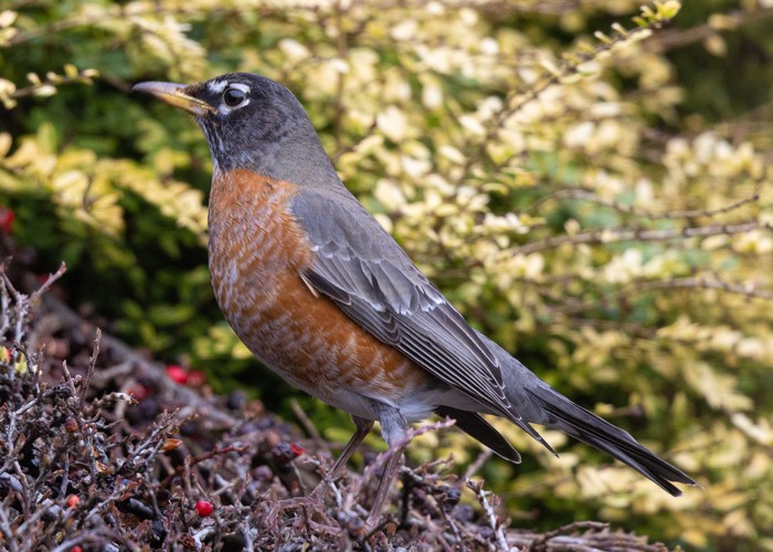 American Robin