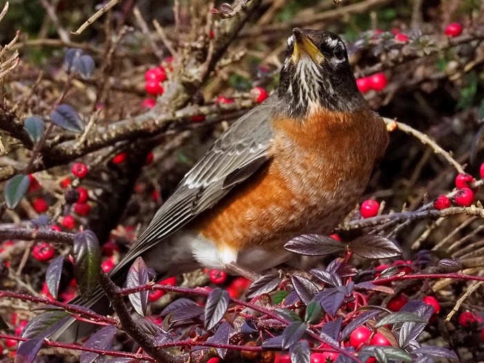 American Robin