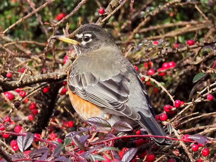 American Robin