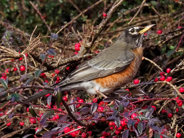 American Robin