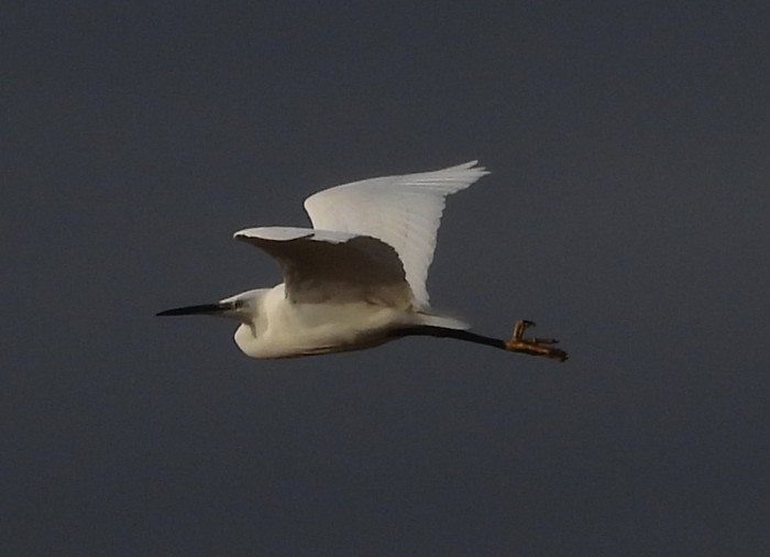 Little Egret
