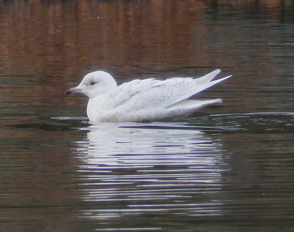 Iceland Gull